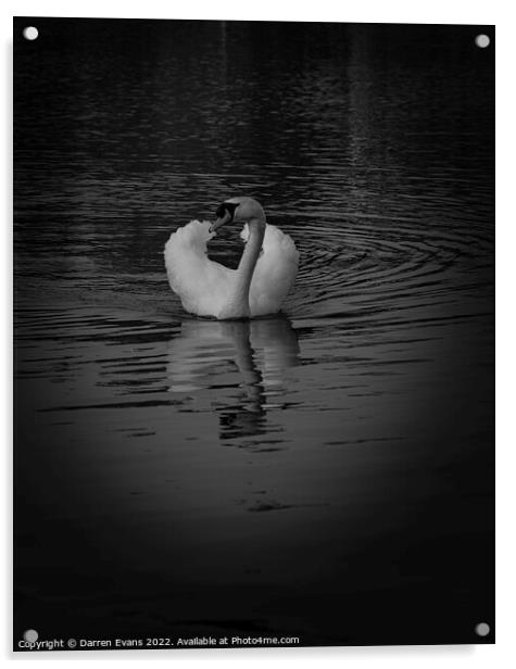 Swan lake Acrylic by Darren Evans