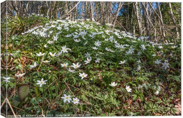 Wood Anemones in Flower Canvas Print by Richard Laidler