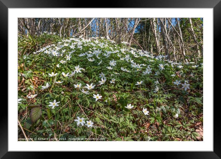 Wood Anemones in Flower Framed Mounted Print by Richard Laidler