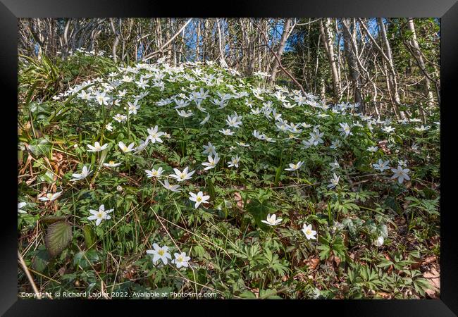 Wood Anemones in Flower Framed Print by Richard Laidler