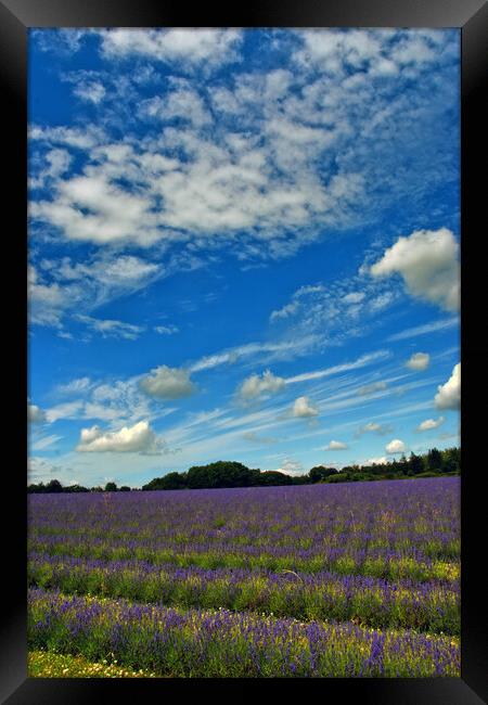 Lavender Field Summer Flowers Cotswolds England Framed Print by Andy Evans Photos