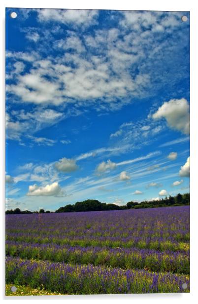 Lavender Field Summer Flowers Cotswolds England Acrylic by Andy Evans Photos