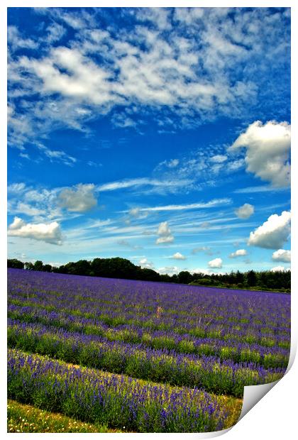 Lavender Field Summer Flowers Cotswolds England Print by Andy Evans Photos