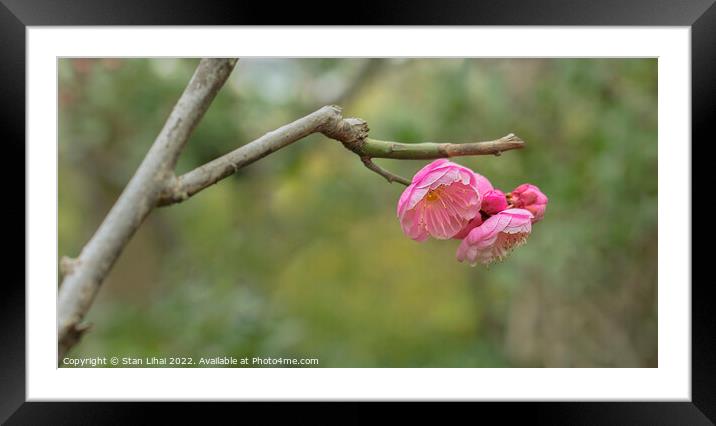 Pink flower  Framed Mounted Print by Stan Lihai