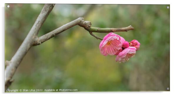 Pink flower  Acrylic by Stan Lihai