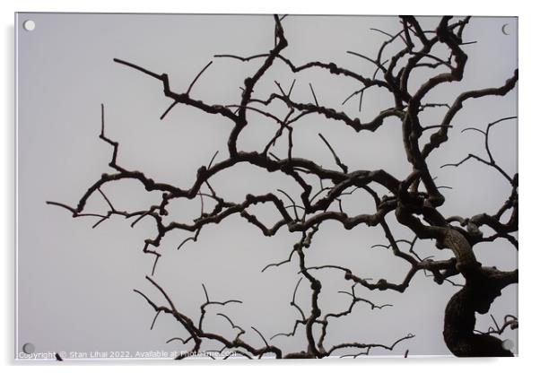Naked tree  Acrylic by Stan Lihai