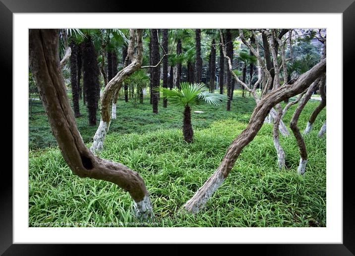 Plant tree in Shanghai park Framed Mounted Print by Stan Lihai