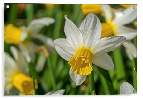 Jack Snipe Daffodil Acrylic by Arterra 