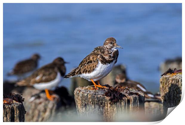 Ruddy Turnstones on Breakwater Print by Arterra 