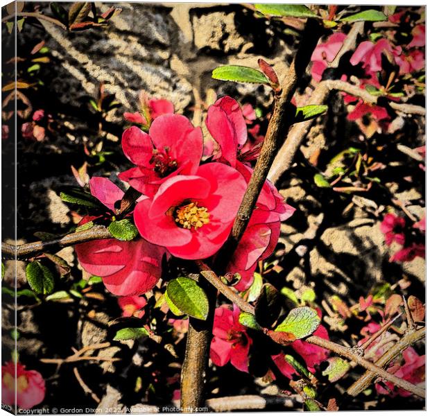 Red Quince Flower - Artistic Filtered Canvas Print by Gordon Dixon