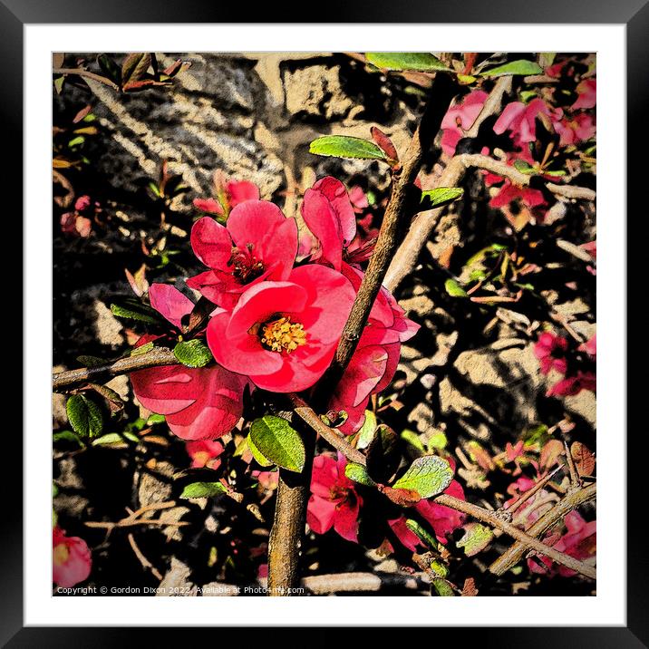 Red Quince Flower - Artistic Filtered Framed Mounted Print by Gordon Dixon