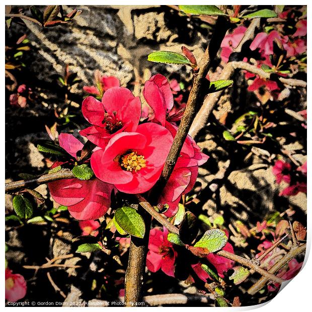 Red Quince Flower - Artistic Filtered Print by Gordon Dixon