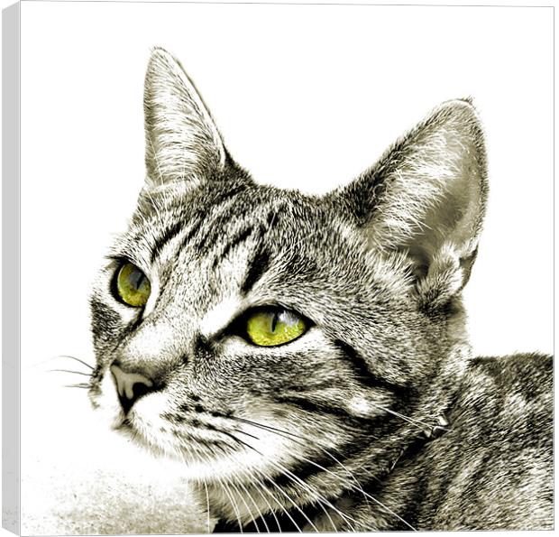 green eyed monster 2 Canvas Print by Heather Newton