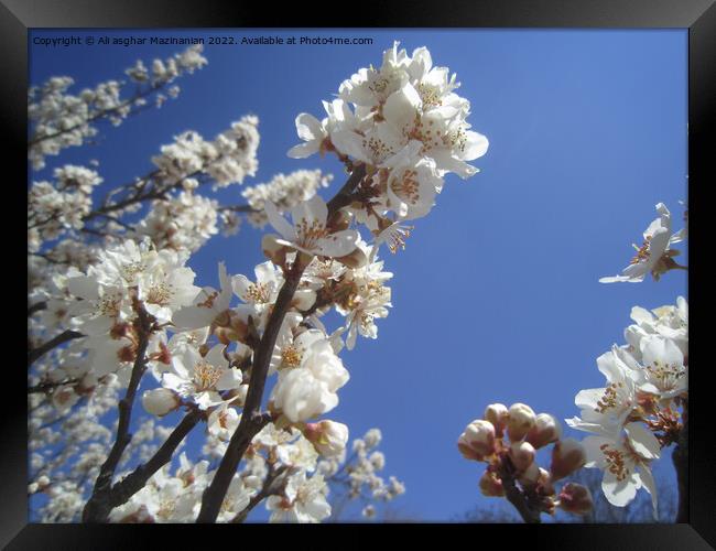 Plant flower Framed Print by Ali asghar Mazinanian