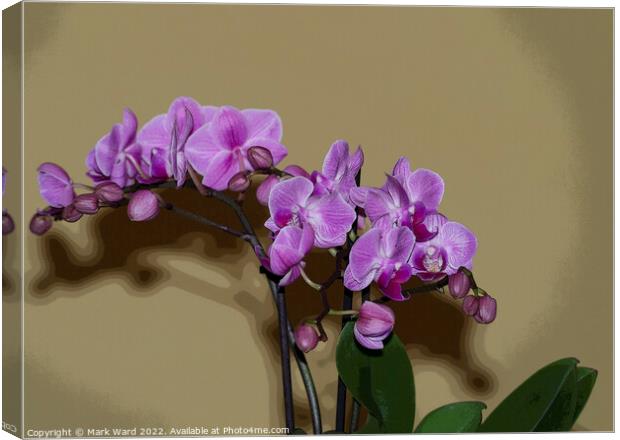 Pink Orchid Canvas Print by Mark Ward