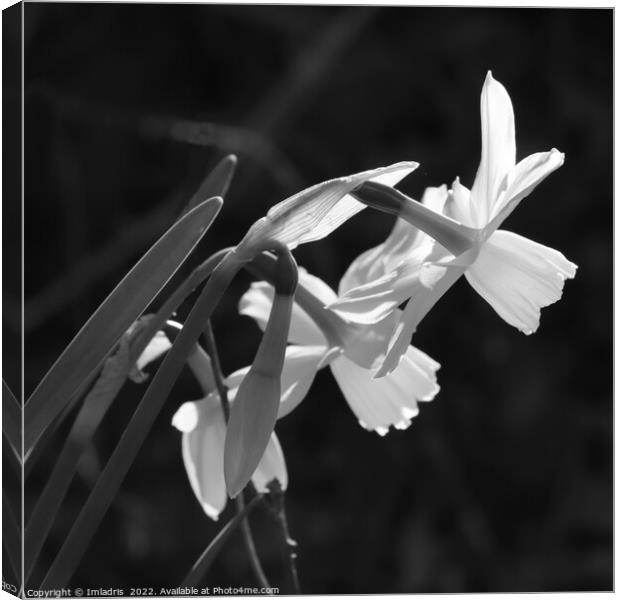 White Narcissus Bloom Monochrome Canvas Print by Imladris 