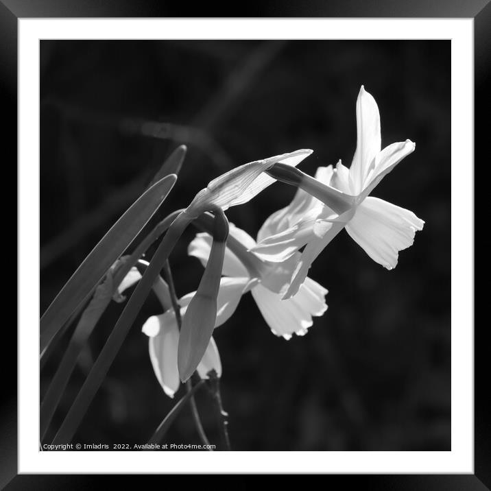 White Narcissus Bloom Monochrome Framed Mounted Print by Imladris 