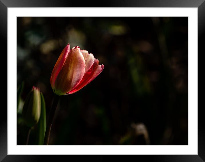 Standing Alone Framed Mounted Print by Gerry Walden LRPS