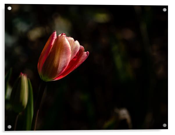 Standing Alone Acrylic by Gerry Walden LRPS