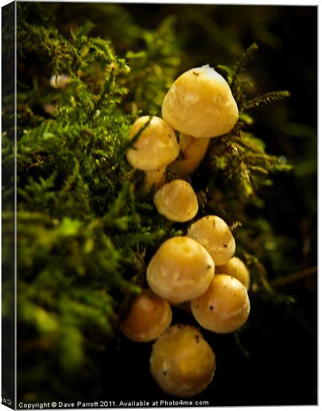 Mini Yellow Mushrooms Canvas Print by Daves Photography