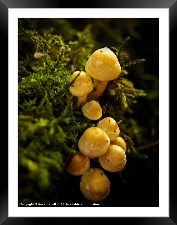 Mini Yellow Mushrooms Framed Mounted Print by Daves Photography