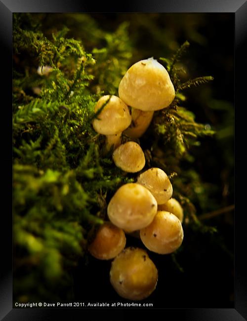 Mini Yellow Mushrooms Framed Print by Daves Photography