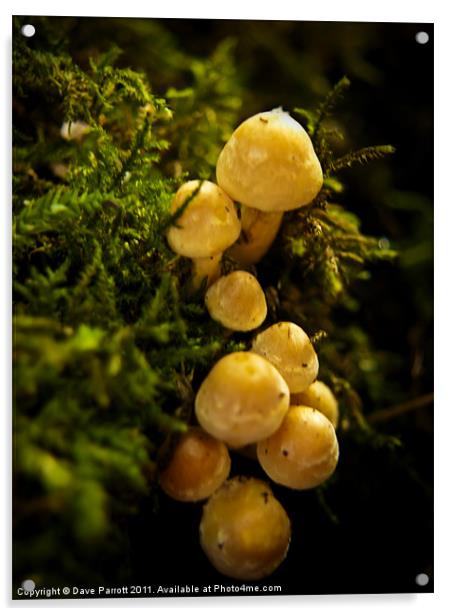 Mini Yellow Mushrooms Acrylic by Daves Photography