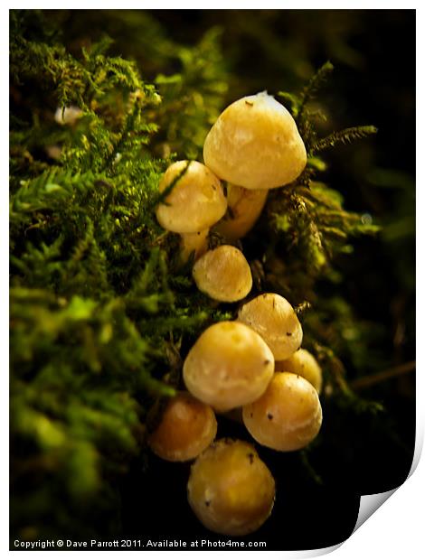 Mini Yellow Mushrooms Print by Daves Photography
