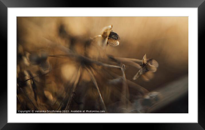 A close up of a dry flower Framed Mounted Print by Veronika Druzhnieva