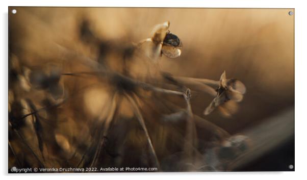 A close up of a dry flower Acrylic by Veronika Druzhnieva
