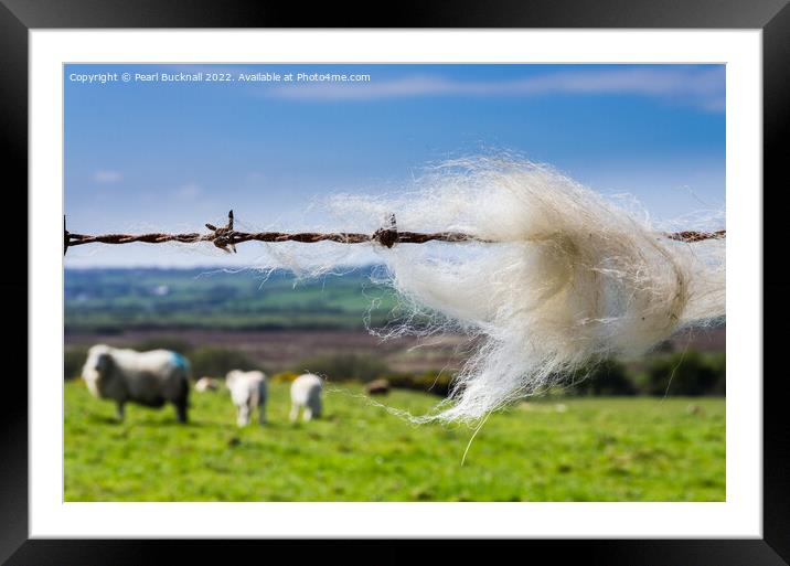 Sheep Wool on a Fence in Countryside Framed Mounted Print by Pearl Bucknall