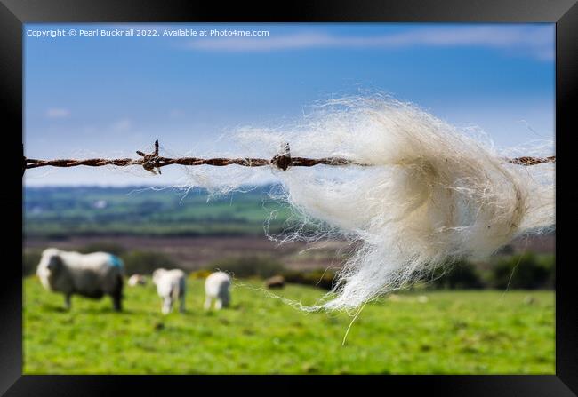 Sheep Wool on a Fence in Countryside Framed Print by Pearl Bucknall