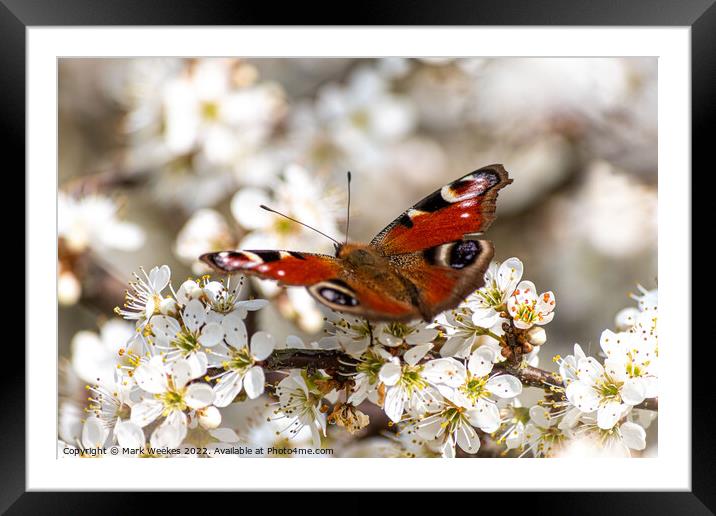 Peacock Butterfly Framed Mounted Print by Mark Weekes