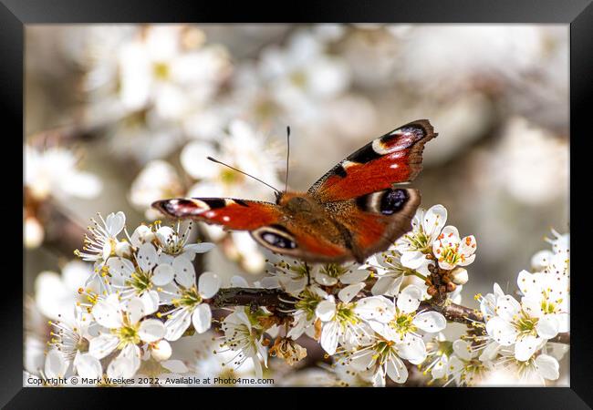 Peacock Butterfly Framed Print by Mark Weekes