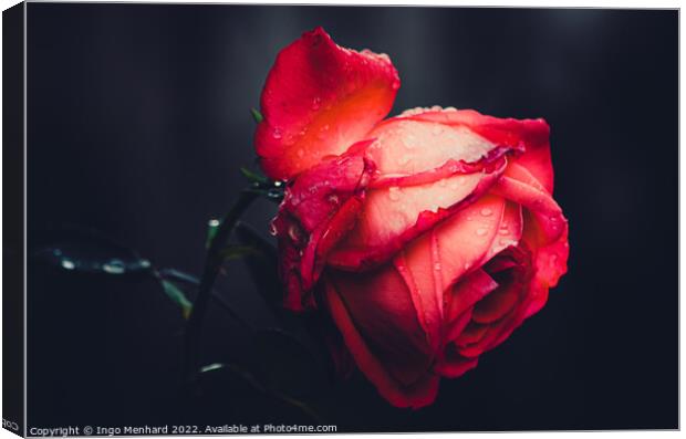 The beauty of a red rose Canvas Print by Ingo Menhard