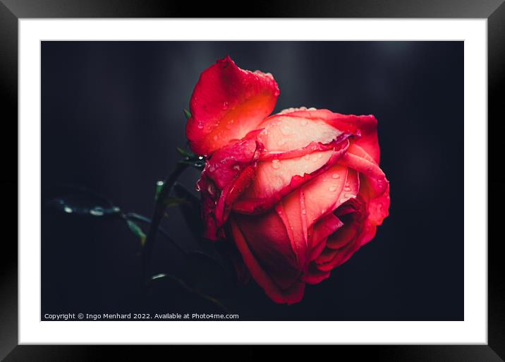 The beauty of a red rose Framed Mounted Print by Ingo Menhard