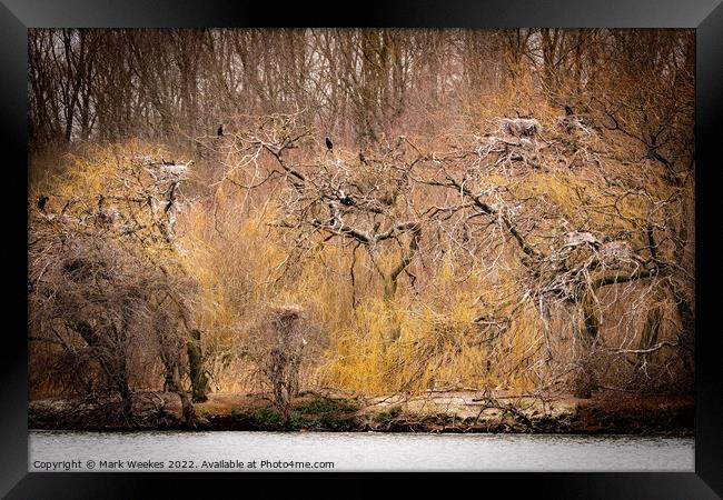  Cormorant's in the Trees.  Framed Print by Mark Weekes