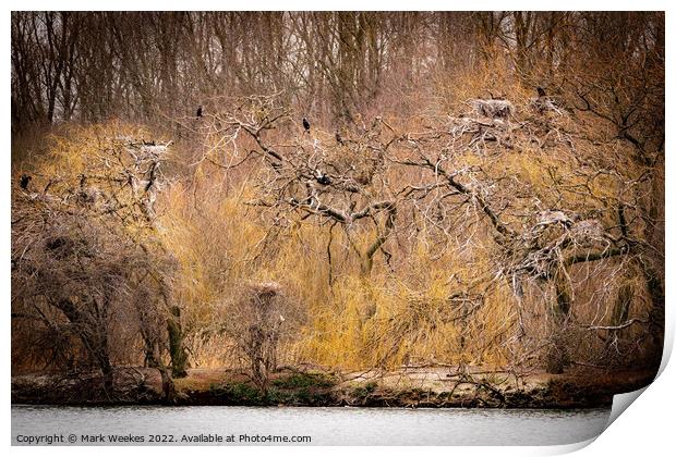  Cormorant's in the Trees.  Print by Mark Weekes
