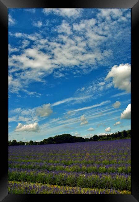 Lavender Field Summer Flowers Cotswolds England Framed Print by Andy Evans Photos