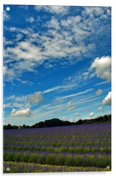 Lavender Field Summer Flowers Cotswolds England Acrylic by Andy Evans Photos