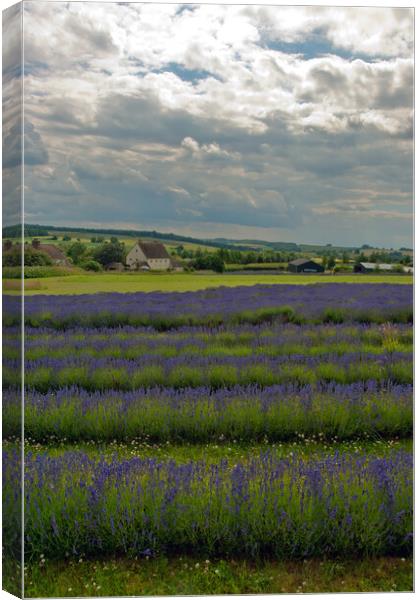 Lavender Field Summer Flowers Cotswolds England Canvas Print by Andy Evans Photos