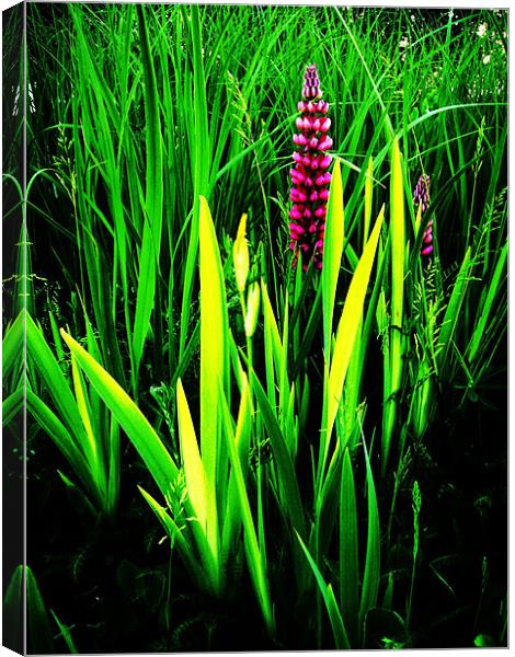 LUPINS AMONG THE GRASS Canvas Print by Jacque Mckenzie