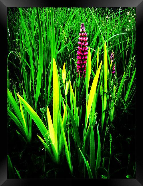 LUPINS AMONG THE GRASS Framed Print by Jacque Mckenzie