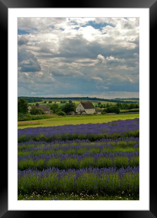 A Sea of Purple: Lavender Fields in the English Co Framed Mounted Print by Andy Evans Photos