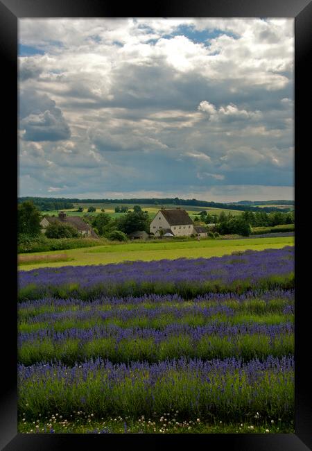 A Sea of Purple: Lavender Fields in the English Co Framed Print by Andy Evans Photos