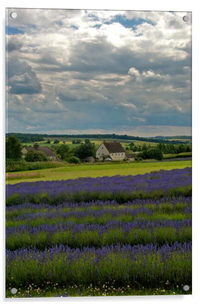 A Sea of Purple: Lavender Fields in the English Co Acrylic by Andy Evans Photos