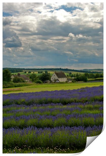 A Sea of Purple: Lavender Fields in the English Co Print by Andy Evans Photos