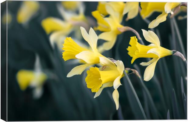 Daffodils Canvas Print by Mark Jones