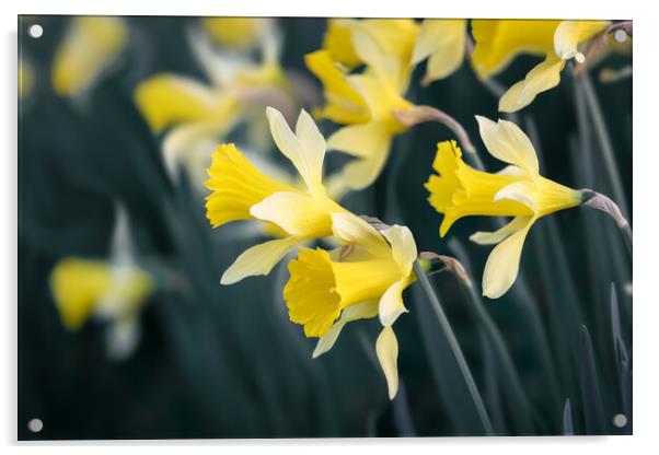 Daffodils Acrylic by Mark Jones