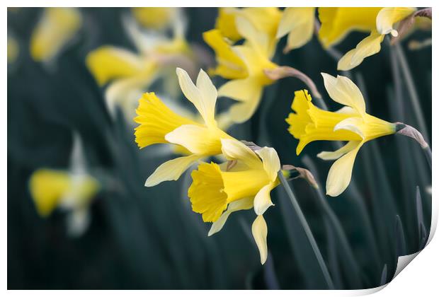 Daffodils Print by Mark Jones
